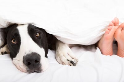 Are Organic Cotton Waterproof Mattress Protectors Healthier for People & Pets?