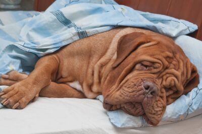 Bedwetting Dogs? Waterproof Mattress Pads Protect + Natural Supplements Prevent
