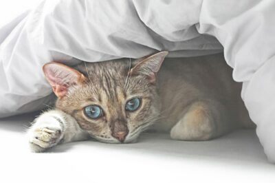 Cranberry Supplements + Waterproof Mattress Protector for Cat Bedwetting