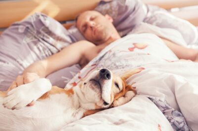 Can Vinyl Waterproof Mattress Protectors Harm Bedwetting Pets?