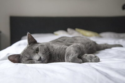 Cat Peeing on Bed? Waterproof Mattress Protector + Urinary Supplements Prevent & Protect