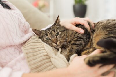 Best Cat Supplements for Urinary Tract Health & FLUTDs