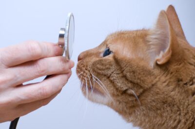 Cat Glucosamine: Supports Urinary Health, Reduces Peeing Accidents
