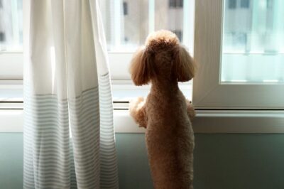 Separation Anxiety Triggers Dog Bedwetting: Waterproof Mattress Protectors & Treatments
