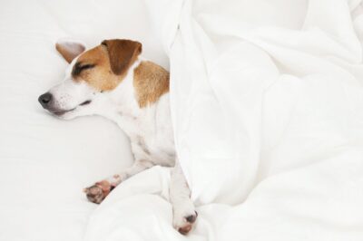 How to Prevent Dog Pee from Soaking Your Mattress?