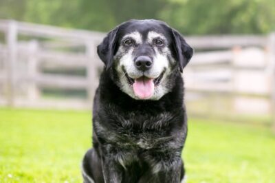 Dog Glucosamine Chondroitin Chews: Can They Reduce Senior Peeing Accidents?