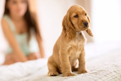 Puppy Urinating on Bed? Waterproof Mattress Protector for Bedwetting Keeps It Dry
