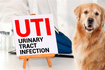 Bearberry Extract for Dogs: Urinary Tract Health Benefits & Dosage