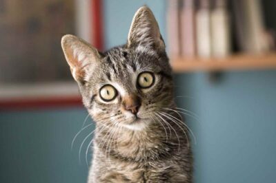 D-Mannose for Cat UTIs: Signs, Benefits, Dosage, Side Effects