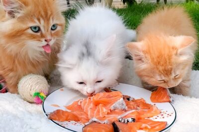 Is Omega-3 Fish Oil or Salmon Oil Better for Cats? Benefits, Dosage, Side Effects